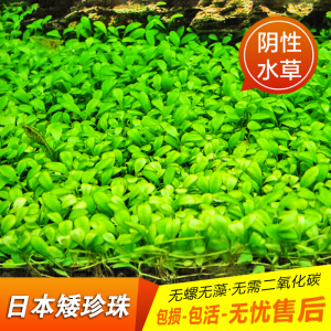 無料でダウンロード 水草co2不要 水草co2不要 Untungegkwkxe