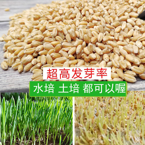 小麦籽榨汁新鲜麦子种小麦苗小麦草猫草麦芽糖种籽育苗盆种植盘