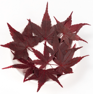 新鲜红枫叶 枫树叶 红叶 红枫  Maple leaf (red)