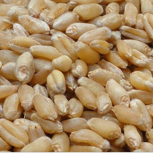 优质农家小麦500g有少量麦穗农家杂粮粗粮十米粥