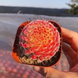 红娜丸仙人球小盆栽红色稀有品种自根仙人掌类植物多肉花卉防辐射