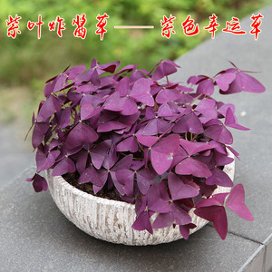 紫叶酢浆草种子紫花紫蝴蝶红花三叶草种球子室内外花卉盆栽 阿里巴巴找货神器 紫叶酢浆草种子紫花紫蝴蝶红花三叶草种球子室内外花卉盆栽 阿里巴巴找货神器