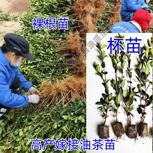 高产嫁接油茶苗茶油苗油茶树苗白花茶油树出油率高长林湘林中果