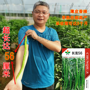 寿光长龙56高产特长线椒种子春秋辣椒种籽农家菜籽四季蔬菜种孑苗