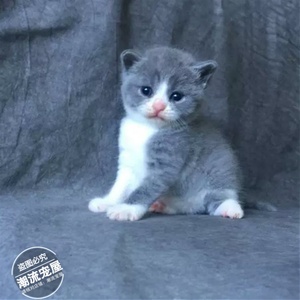 赛级纯种猫英短蓝白活体幼猫正八字脸 英国短毛猫 小猫宠物猫L