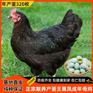 3.5斤产蛋王黑凤成年母鸡一绿壳蛋鸡活苗下蛋鸡活鸡土鸡包活到家