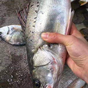 野生海钓鲈鱼新鲜活冻东山岛海鲜特产500g-1000g一条整只包邮