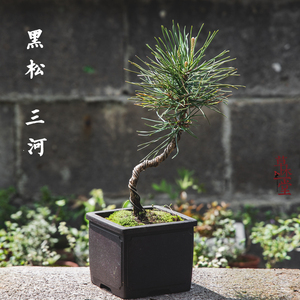 三河日本黑松盆景小苗松树树苗适合阳台种的植物喜阳耐晒四季常青