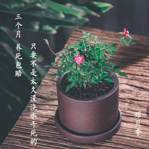 日本姬月季迷你室内小盆栽植物好养四季开花可爱办公室桌面绿植