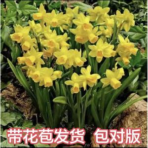 (带花苞）重瓣洋水仙花苗郁金香风信子香水百合耐寒水培土培盆栽