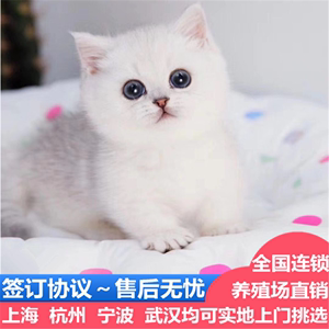 上海出售银渐层幼猫崽活体英国短毛猫金银点建成折耳金吉拉宠物猫