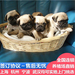 上海出售纯种巴哥幼犬幼崽鹰嘴版憨厚老实八哥哈巴狗活体宠物狗狗