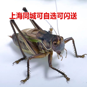 上海蝈蝈闪送夏季鸣虫新脱活体超大铁皮叫蝈蝈天津绿大肚子翡翠冬