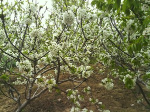 蜂蜜 樱桃花蜜 樱桃蜜 纯蜂蜜