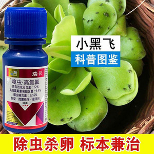 小黑飞杀虫剂花卉绿植多肉盆栽土壤白粉虱家用除虫剂噻虫高氯氟