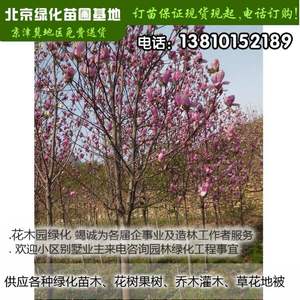紫玉兰树北京基地现挖苗木花树送货上门可负责栽植可开票栽树栽花