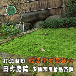 日式庭院植物鲜活苔藓青苔枯山水禅庭日本园林景观造景 阿里巴巴找货神器 日式庭院植物鲜活苔藓青苔枯山水禅庭日本园林景观造景 阿里巴巴找货神器