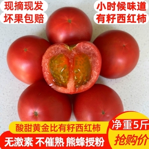 草莓西红柿新鲜自然熟铁皮柿子水果番茄生吃黄金籽西红柿老品种