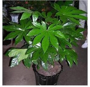 室内盆栽绿色桌面植物八角金盘八爪金盘吸尘防辐射除甲醛净化空气