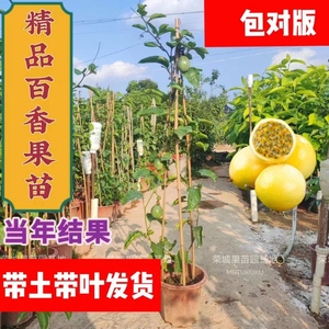 （带花或带果）百香果苗紫香台农黄金果四季可种盆栽庭院阳台果苗