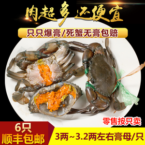 鲜活全母螃蟹缅甸青蟹(A羔2.5-3.5两)胖哥俩膏蟹煲野生黑鬼铁泥蟹