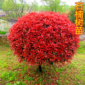 红叶石楠球形大小树苗金黄杨女贞冬青四季火焰红室外庭院盆景造型