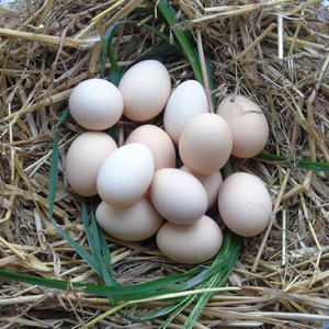 正宗苏北农家散养土鸡蛋新鲜草鸡蛋月子鸡蛋30枚装