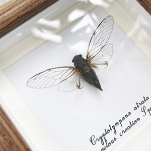 蚱蝉罕见昆虫标本展示框真虫装饰画家居桌面创意摆件高颜值礼物