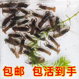 澳洲淡水龙虾虾苗 繁殖种虾 鱼缸观赏虾宠物鳌虾天空蓝魔虾鲜活