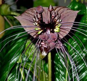 现货 Tacca Chantrieri Andre 香脫利蒟蒻薯 蝙蝠花 老虎须 阿里巴巴找货神器