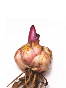 花香门第荷兰进口香水百合花种球伊莎贝拉百合种球 带芽发货对版
