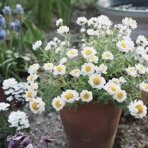 纸鳞托菊盆栽 春季多年生耐寒庭院阳台花园宿根芳香花卉植物好养