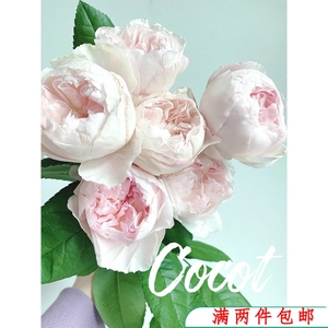 【水灵花园】可爱瓷 可可杯日本玫瑰 今井清作出 月季玫瑰花苗