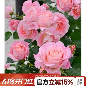 【特价】海神王阳台系列大花微月粉色月季玫瑰丰花勤花盆栽花卉