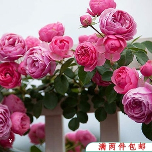 【水灵花园】艾拉绒球多头群开 灌木 欧月 月季玫瑰花苗