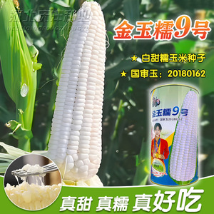 白檽甜玉米种子高产矮杆大棒玉米籽金玉糯非转基因超甜糯玉米种孑