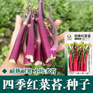 十月鲜红菜苔种子新品盆栽春四季播种高产红菜心农家蔬菜种孑