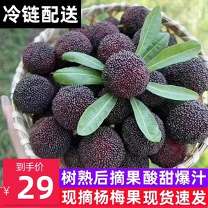 漳州浮宫杨梅鲜果5斤孕妇新鲜水果当季现摘现发包邮非冰冻仙居果3