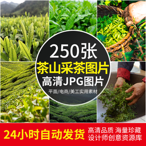 高清JPG素材茶山采茶图片安溪铁观音高山茶园茶青嫩芽炒武夷山照