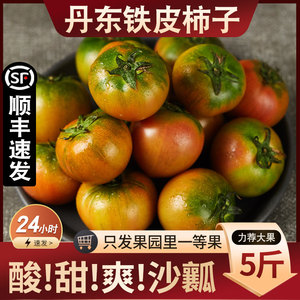 【顺丰】丹东铁皮草莓柿子新鲜西红柿东北特产盘锦碱地大番茄