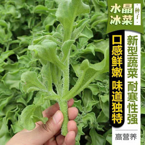 冰菜种子水晶冰菜种子四季种植家庭盆栽蔬菜种子