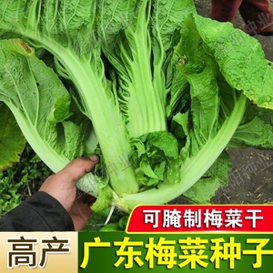 广东梅菜种子甜芥菜种子梅干菜种腌渍蔬菜种子春秋四季易播蔬菜籽