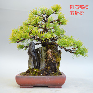 五叶松盆栽 五叶松盆栽品牌 价格 阿里巴巴