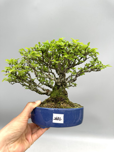 禅意日本榆榉微型盆景盆栽老桩全品精品进口造型茶台桌面绿植小品