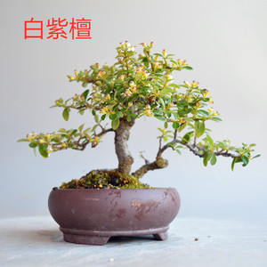新着紅 紫檀 盆栽 最高の花の画像 新着紅 紫檀 盆栽 最高の花の画像