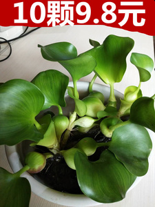 水培植物水槽 水培植物水槽品牌 价格 阿里巴巴 水培植物水槽 水培植物水槽品牌 价格 阿里巴巴