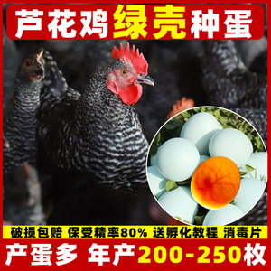 芦花鸡种蛋受精蛋可孵化纯种汶上芦花五黑鸡高产蛋绿壳种鸡蛋受精