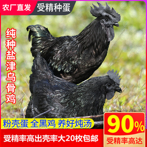 纯种云南盐津乌骨鸡蛋泰和乌鸡种蛋受精蛋可孵化五黑凤鸡20枚包邮
