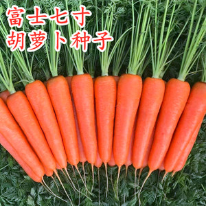胡萝卜种子富士七寸参胡萝卜种籽高产春秋四季蔬菜大面积庭院包邮