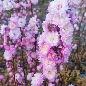 郁李树苗榆叶梅 梅花庭院观花植物盆栽地栽耐寒好养梅花粉色好养